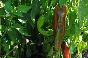 NMSU’s Chile Pepper Institute has sold more than 750,000 seeds since its inception, which translates to countless chile peppers now growing around the world. (NMSU photo by Robert Yee)