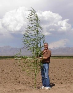 NMSU scientist David C. Johnson stands in a field at Leyendecker Plant Science Center with a cutting from a sesbania plant grown on his compost system. Johnson's compost work suggests that the solution to global warming lies in the soil. (Courtesy photo)