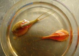 Triops occupy a petri dish for NMSU student Rebekah Horn to collect data. (NMSU photo provided by Rebekah Horn)