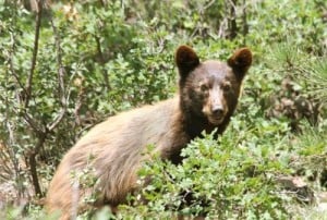 A black bear’s curiosity gets the best of him when he discovers a lure set by NMSU researchers. (NMSU photo by Matt Gould)